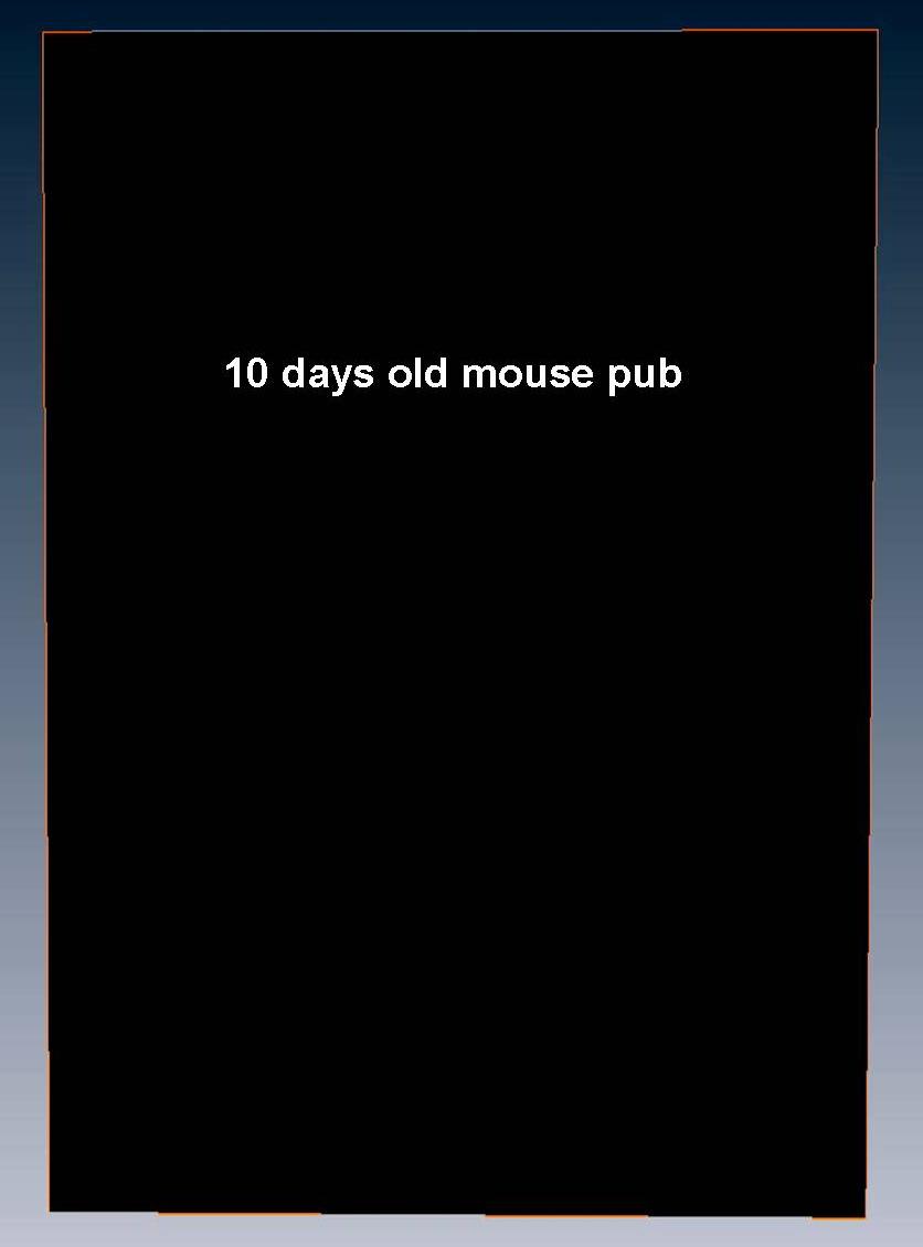 Mouse pub movie